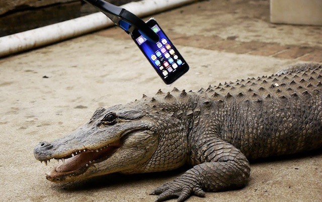 iPhone 7 против крокодила и AirPods против раскаленного ножа