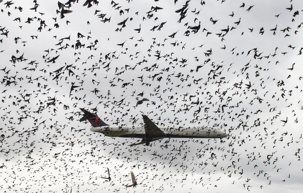 Открыт новый способ отпугивать птиц в аэропортах