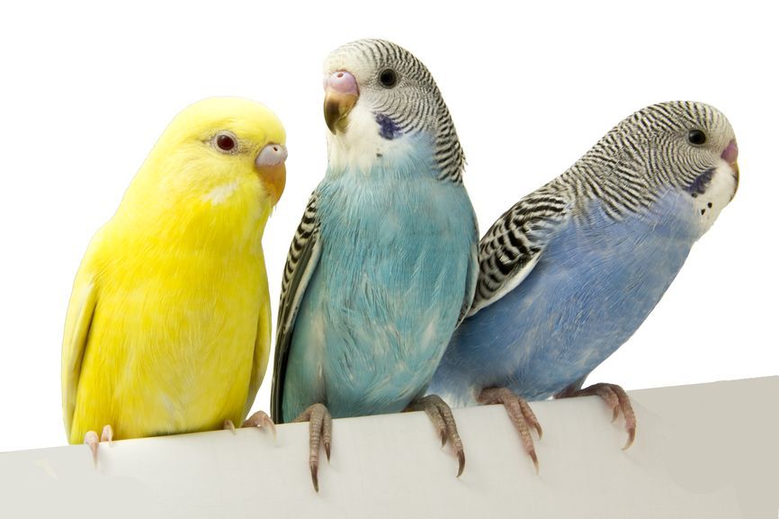 Основные разновидности товаров для птиц