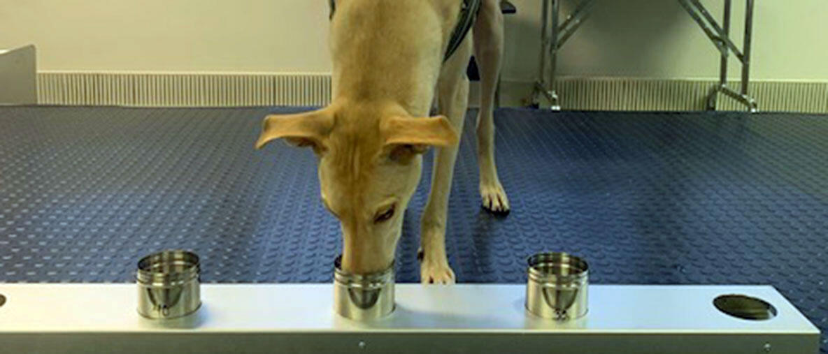 Собаки, які відчувають COVID-19, вже працюють в аеропорту в Гельсінкі