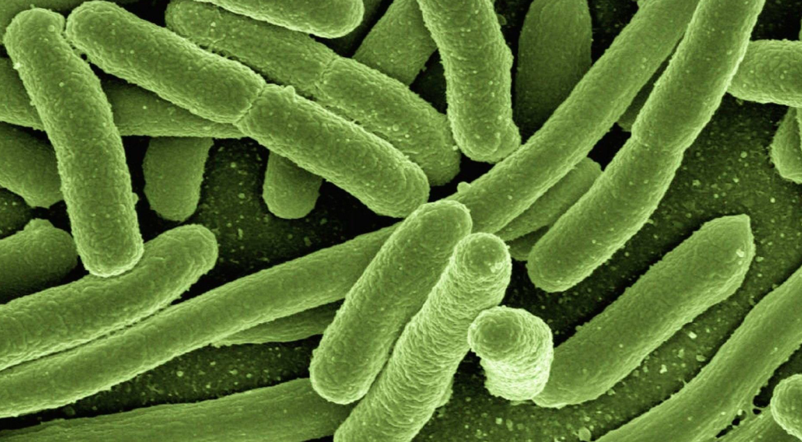 Кишкові бактерії виявилися здатними захистити від радіації