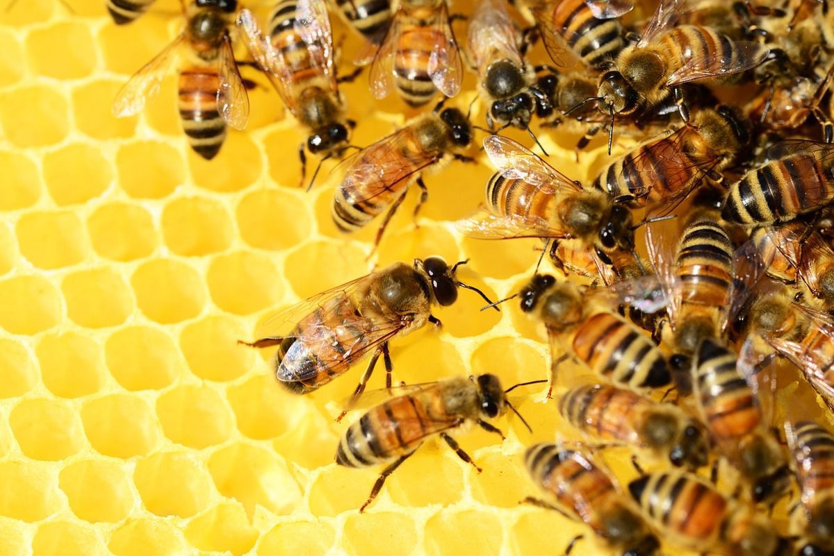 Біологи з’ясували що бджоли вміють дружити