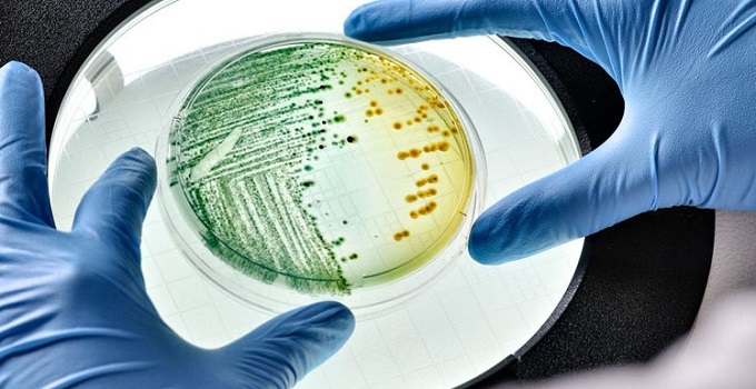 Вчені «програмують» живі бактерії для зберігання даних
