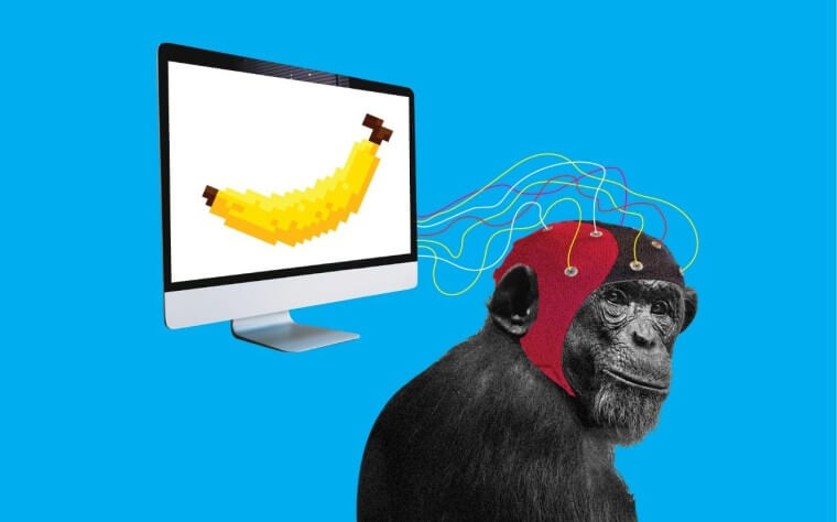 Компанія Ілона Маска імплантувала в голову мавпи чіп для гри у відеоігри