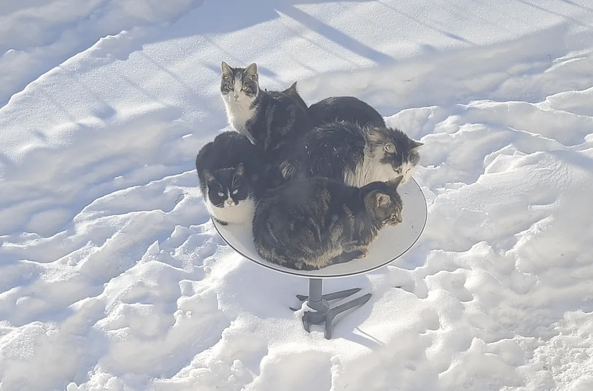 Коти «зламали» супутниковий інтернет компанії Ілона Маска