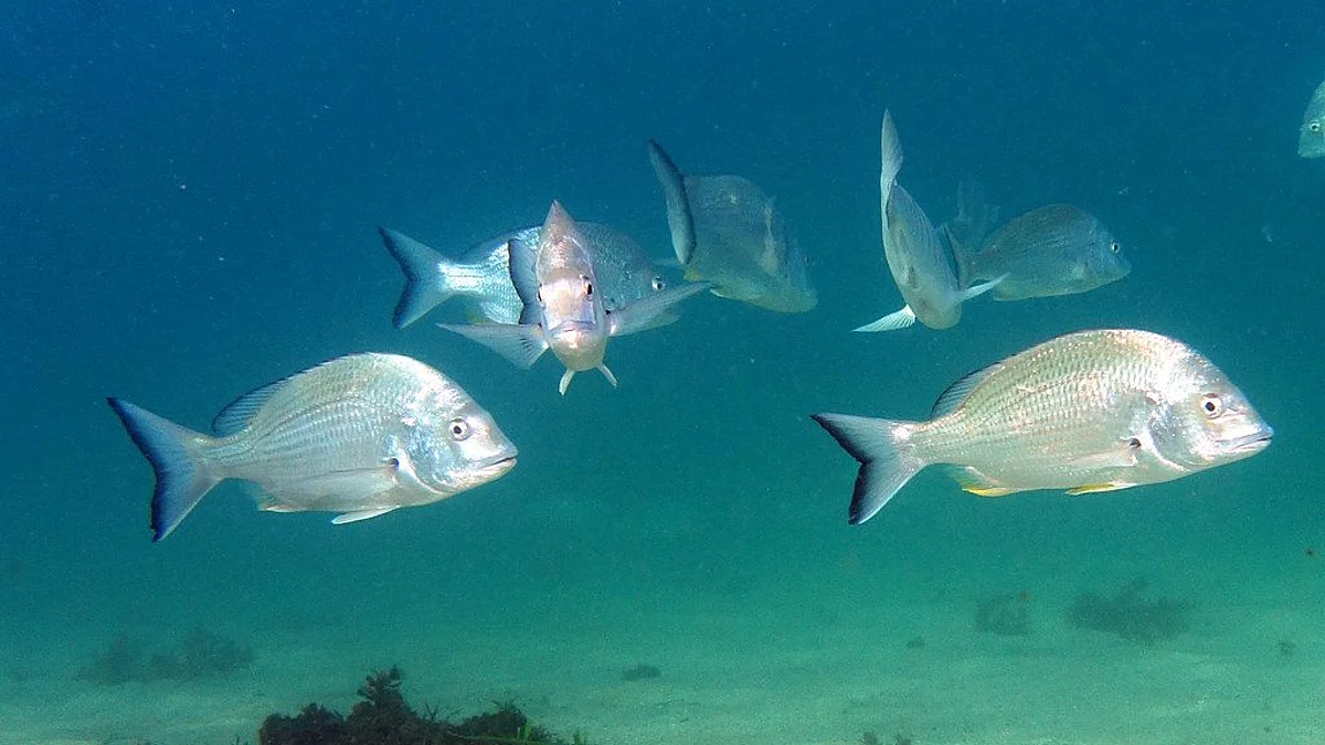 Вчені з’ясували одну з можливих причин, чому риби плавають зграями