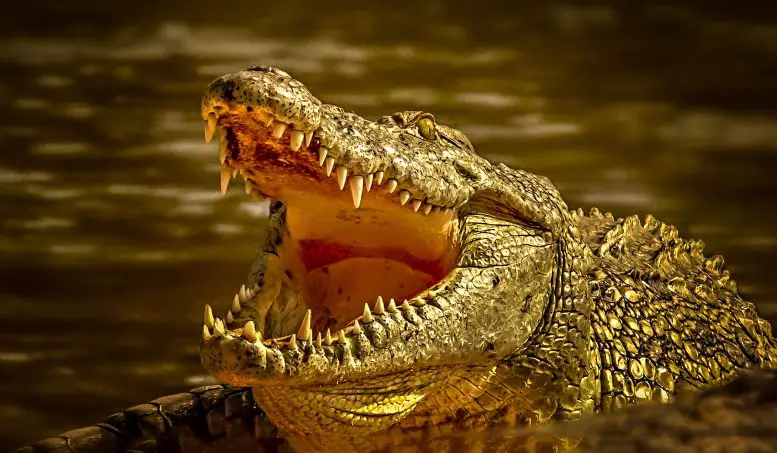 Вчені з’ясували, як крокодили реагують на дитячий плач