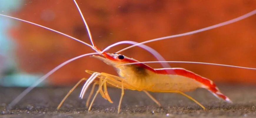 Scientists have found the molecule responsible for the bright white color of the Pacific cleaner shrimp.