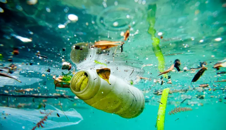 Названа морська істота, яка здатна очистити океан від пластику