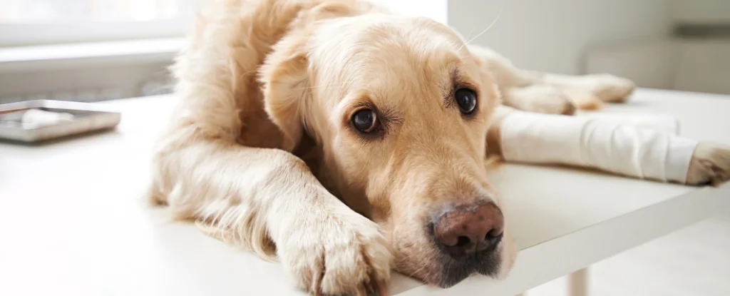 Вчені назвали найбільш чутливі до болю породи собак