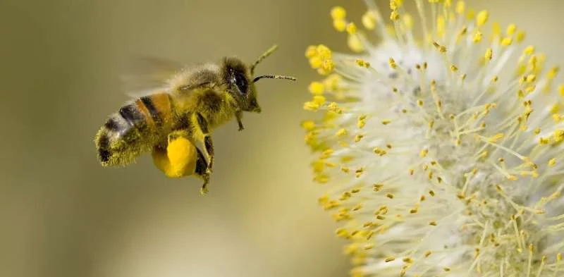 Вчені виявили новий вид бджіл у несподіваному місці
