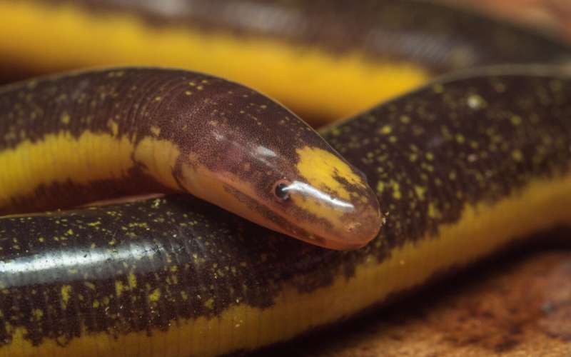 How did an incredible amphibian survive the apocalypse?