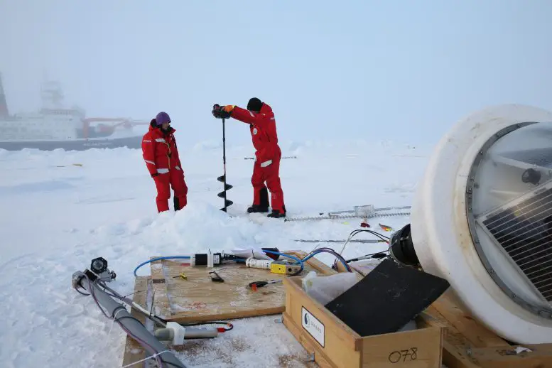 How does the melting of sea ice affect marine life?