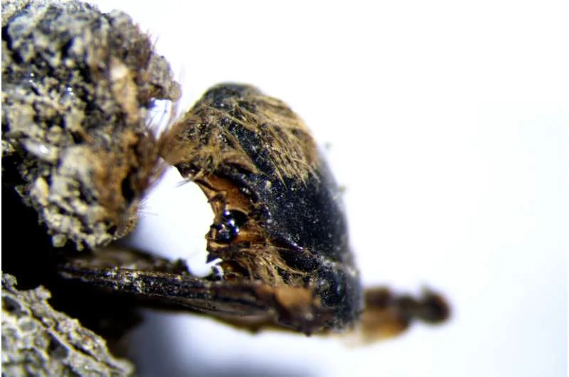 У Португалії знайшли муміфікованих бджіл часів фараонів