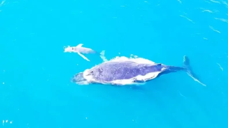 Біля узбережжя Австралії побачили дитинча рідкісного білого горбатого кита