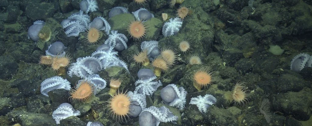 Таємниче місце в океані приваблює тисячі восьминогів