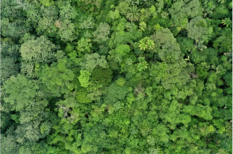 Тропічні ліси наближаються до критичних температур