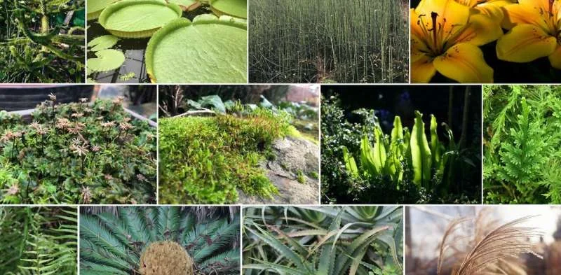 Scientists have compiled a map of the billion-year history of plants