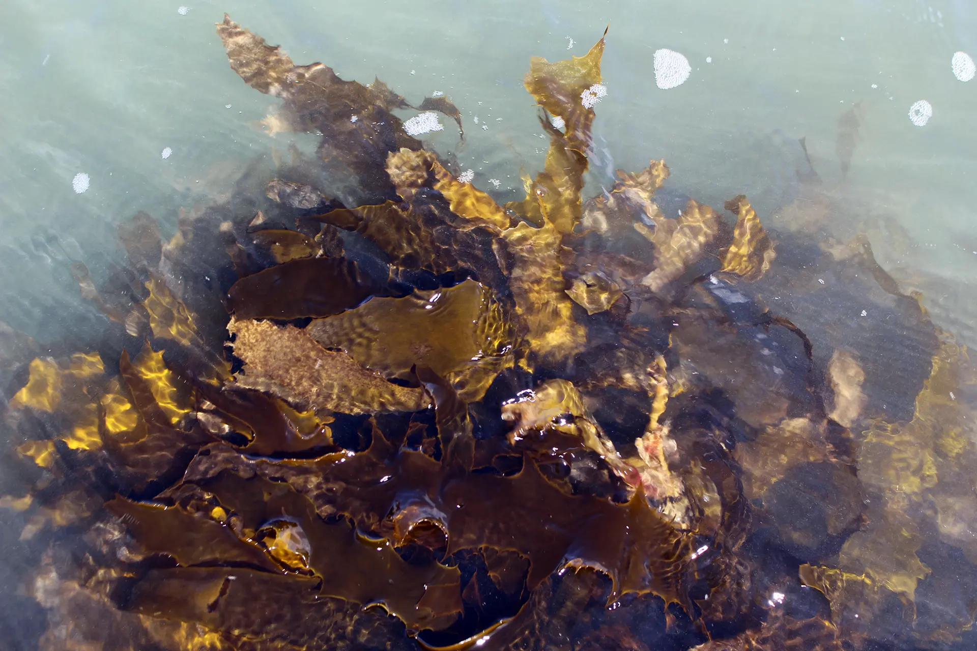 Морські водорості Південної Австралії мають цікаві властивості