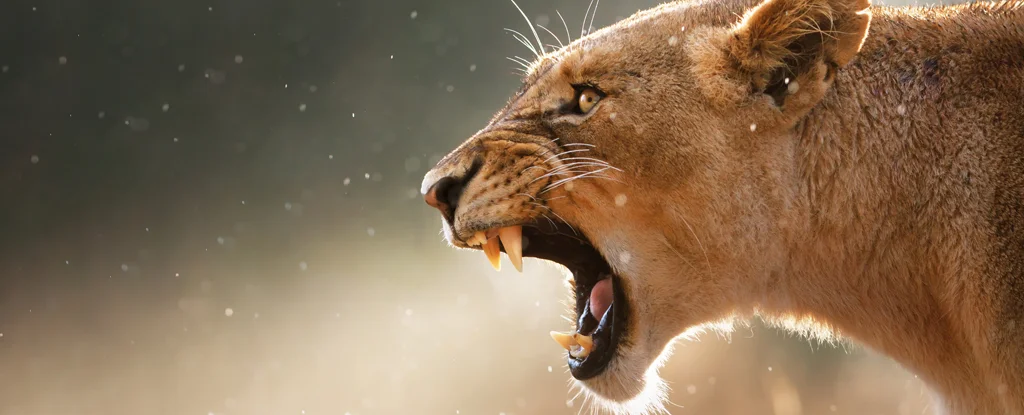 Scientists learned what man-eating lions eat in the 19th century