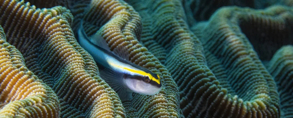 Вчені спростували уявлення про еволюцію людського мозку