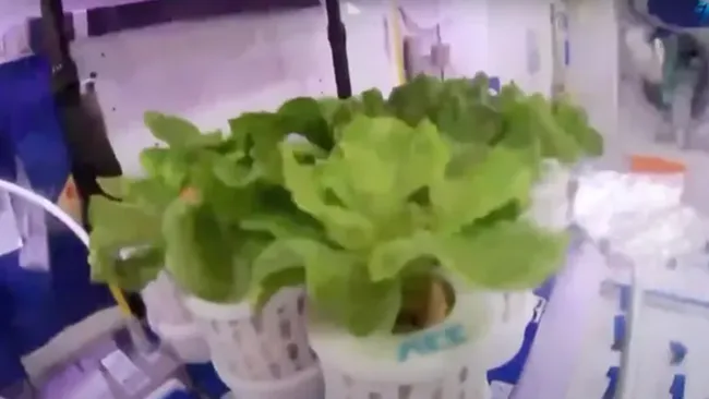 Китай успішно вирощує салат і помідори на борту космічної станції Tiangong