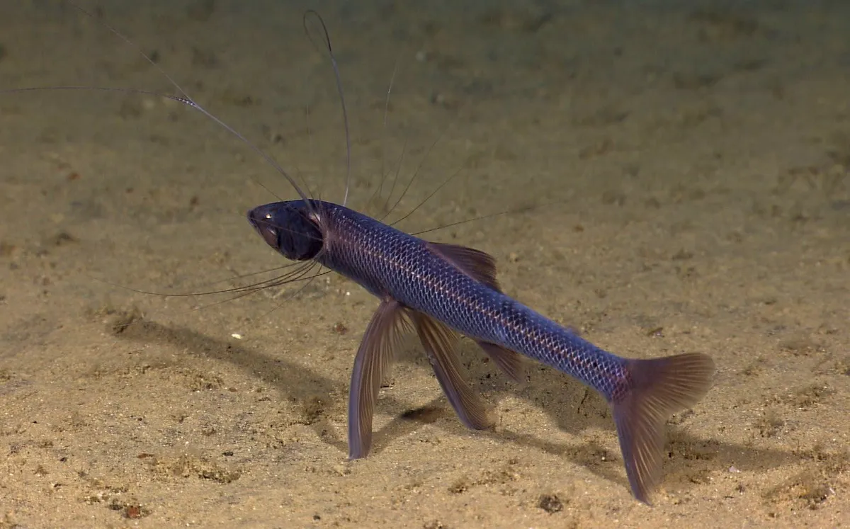 Підводний фотограф зняв найкрасивішого малька рибки-триноги