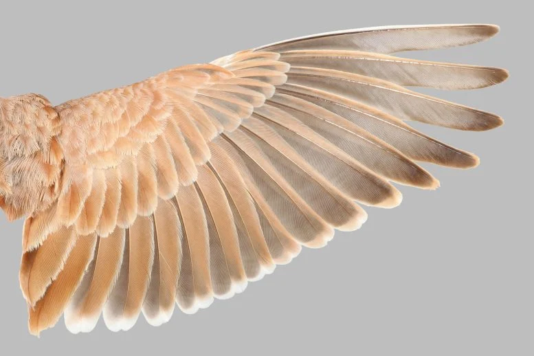 Вчені відкрили раніше невідомий аеродинамічний феномен птахів