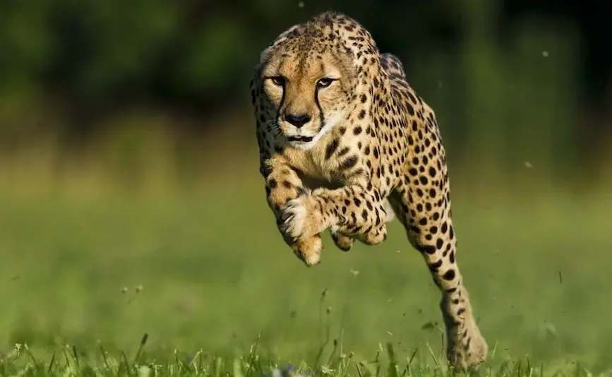 Вчені розкрили секрет неперевершеної швидкості гепардів