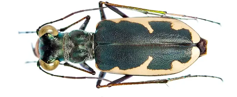 Вчені відкрили новий вид тигрового жука: Eunota houstoniana