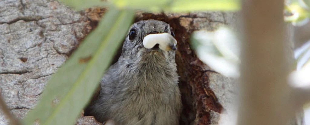 Вчені створили найбільш повне генеалогічне дерево птахів