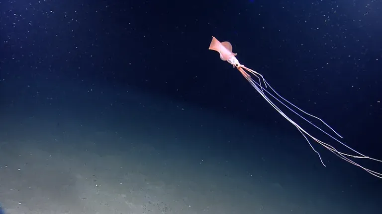 Найбільший кальмар на Землі й досі ховається в глибинах океану
