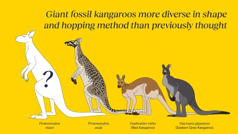 В Австралії виявлено новий незвичайний вид гігантського кенгуру