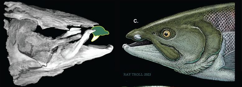 Вчені виявили доісторичного лосося з зубами, схожими на бивні