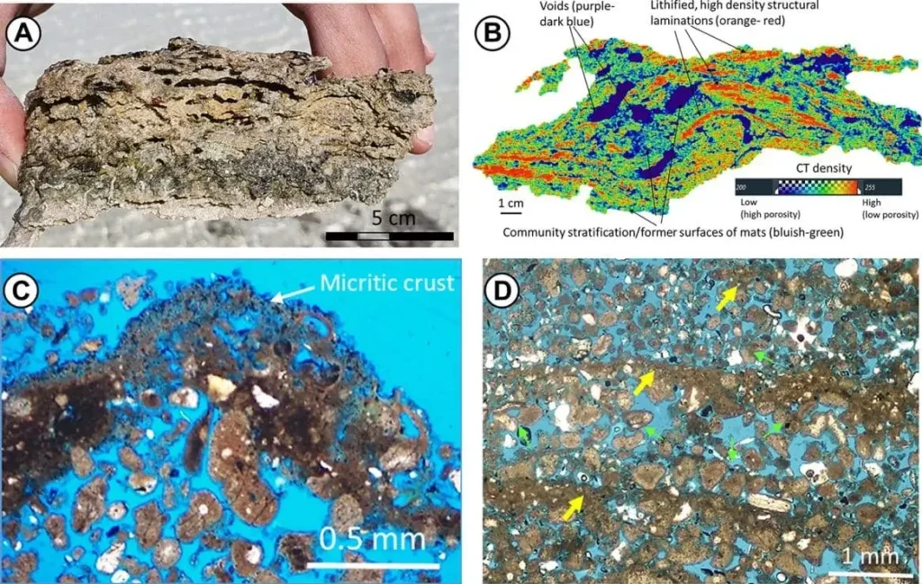 На Близькому Сході знайшли давню форму життя