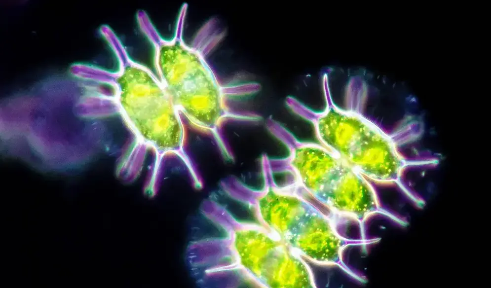 Arctic microalgae show photosynthesis possible in near darkness