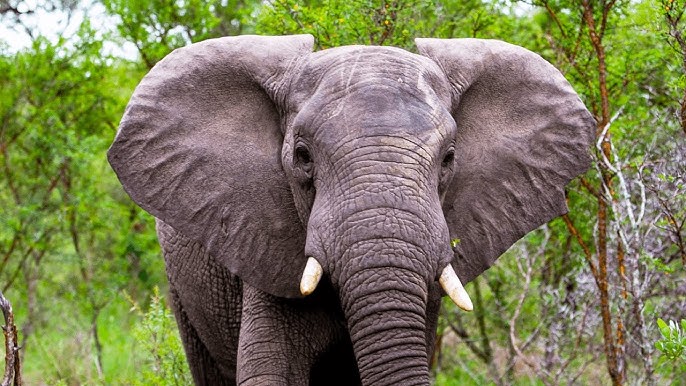 Супутники допомагають відстежувати й оберігати зникаючих слонів у пустелі