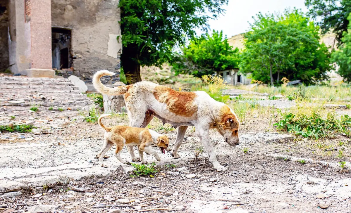 Chernobyl dogs rapidly evolve strangely due to radiation exposure
