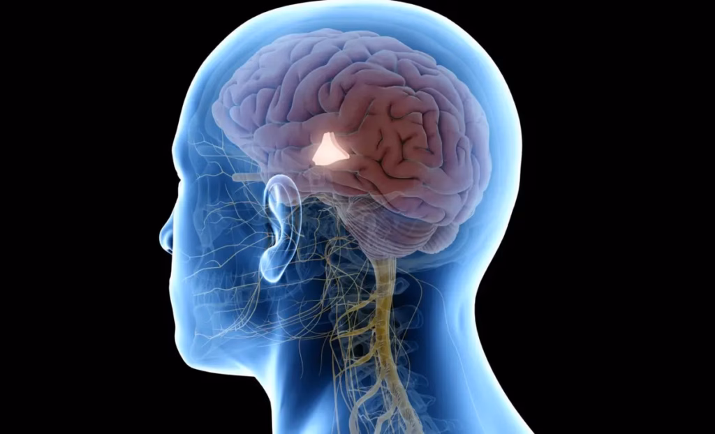 «Точка старіння», знайдена в мозку, може містити ключ до довголіття