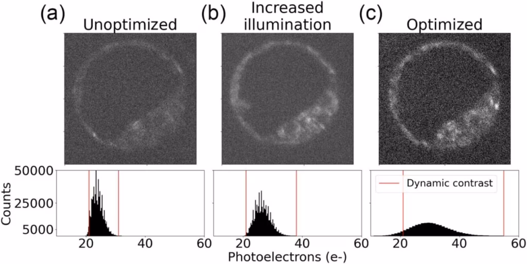 Вчені застосували квантові технології для безпечної зйомки ембріонів