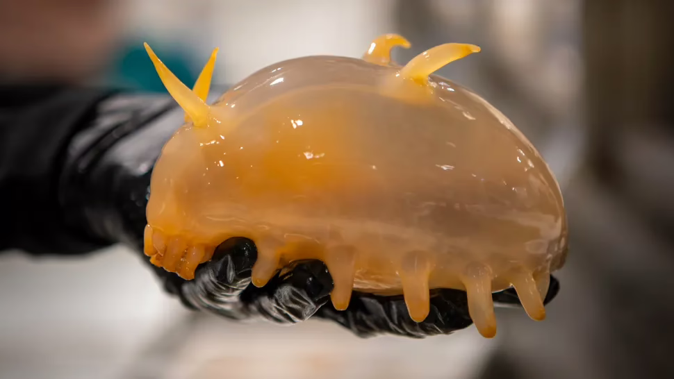 Науковці натрапили на дивовижних істот на дні океану в Антарктиці