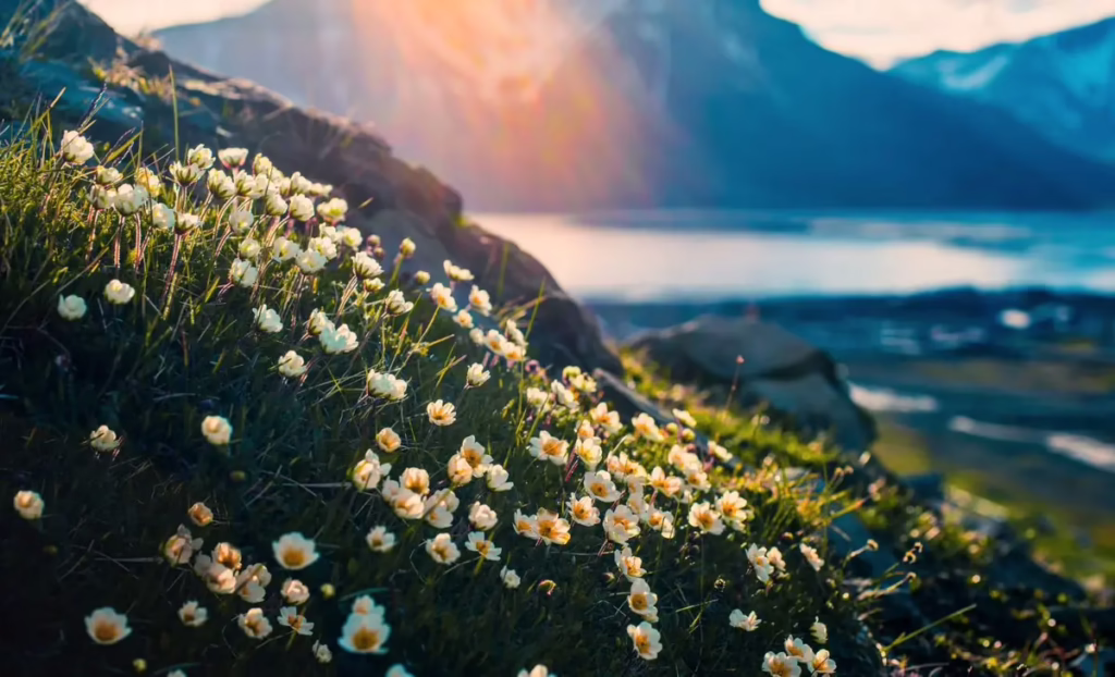 Арктичні зими починають більше нагадувати весну