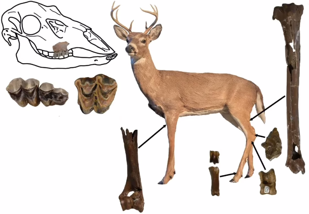 Вчені знайшли рештки оленя віком понад 5 мільйонів років