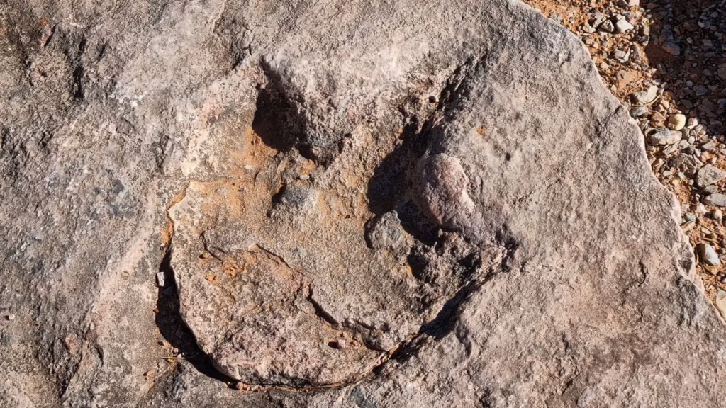 Сліди доісторичного гіганта з’явилися після повені у Техасі