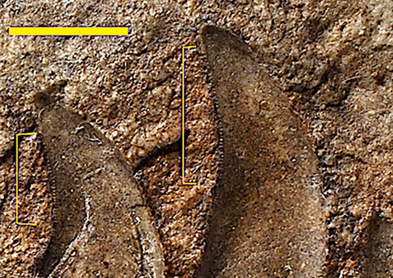 В Уельсі виявлено новий вид динозаврів