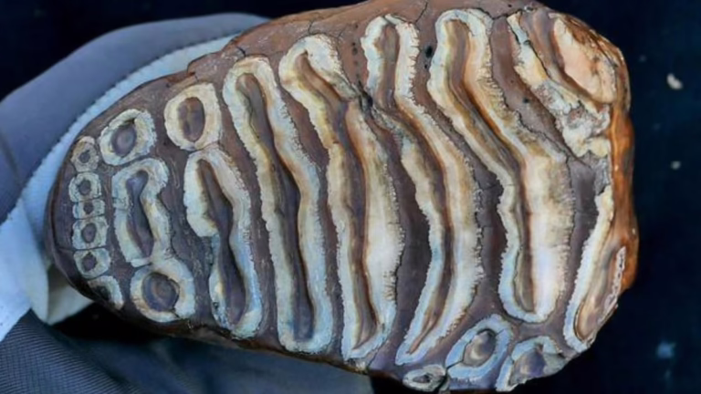 У кістках мамонта вчені знайшли найдавнішу ДНК у світі