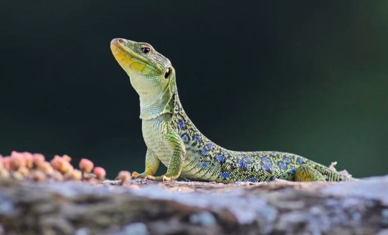 Ящірки у містах стають соціальнішими, ніж у дикій природі
