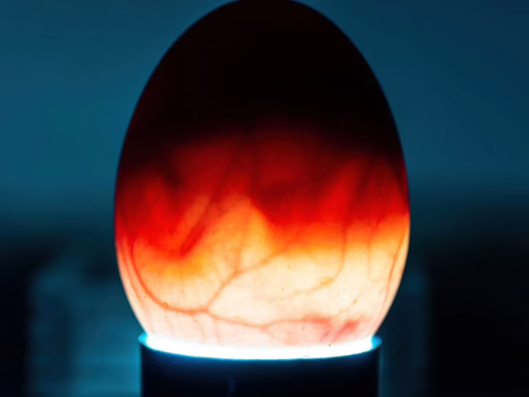 Вчені вважають, що знайшли первісний каталізатор життя