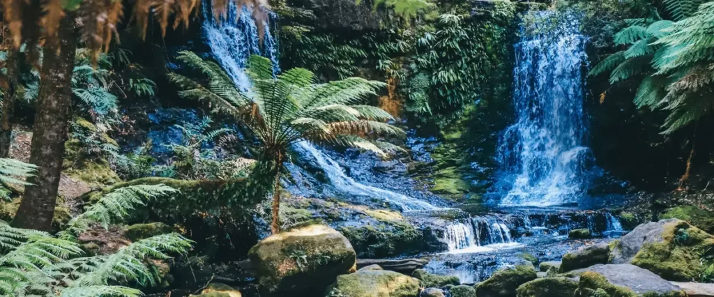 Тропічні ліси Австралії перестали поглинати вуглець — вчені б’ють на сполох