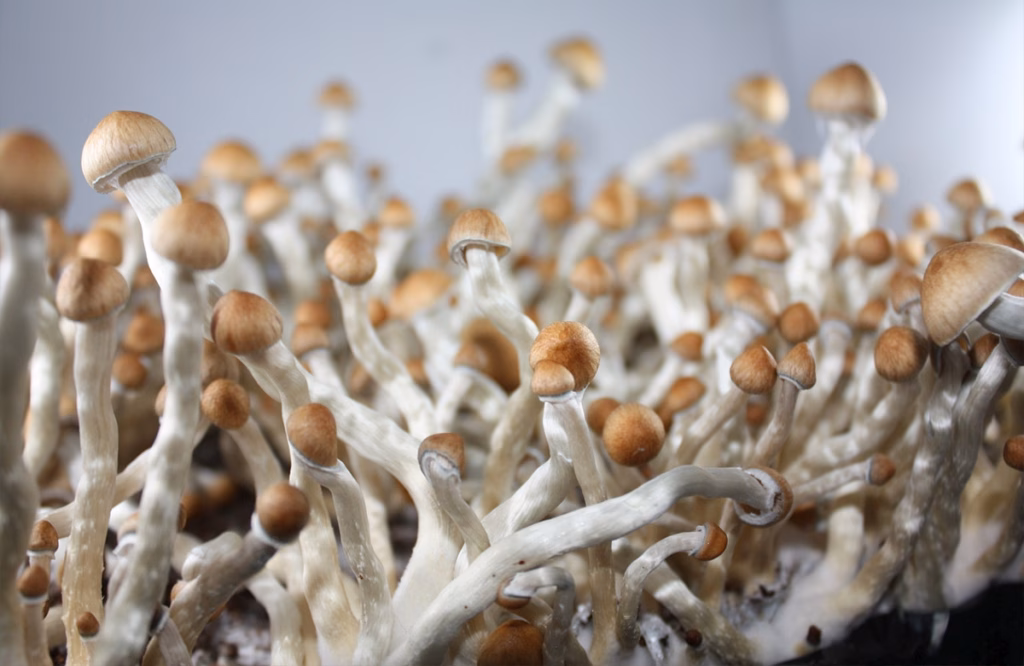 Вчені створюють комп’ютери, здатні вирощувати пам’ять з грибного міцелію